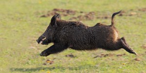 WILD BOAR