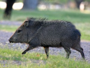 Javelina Hunts