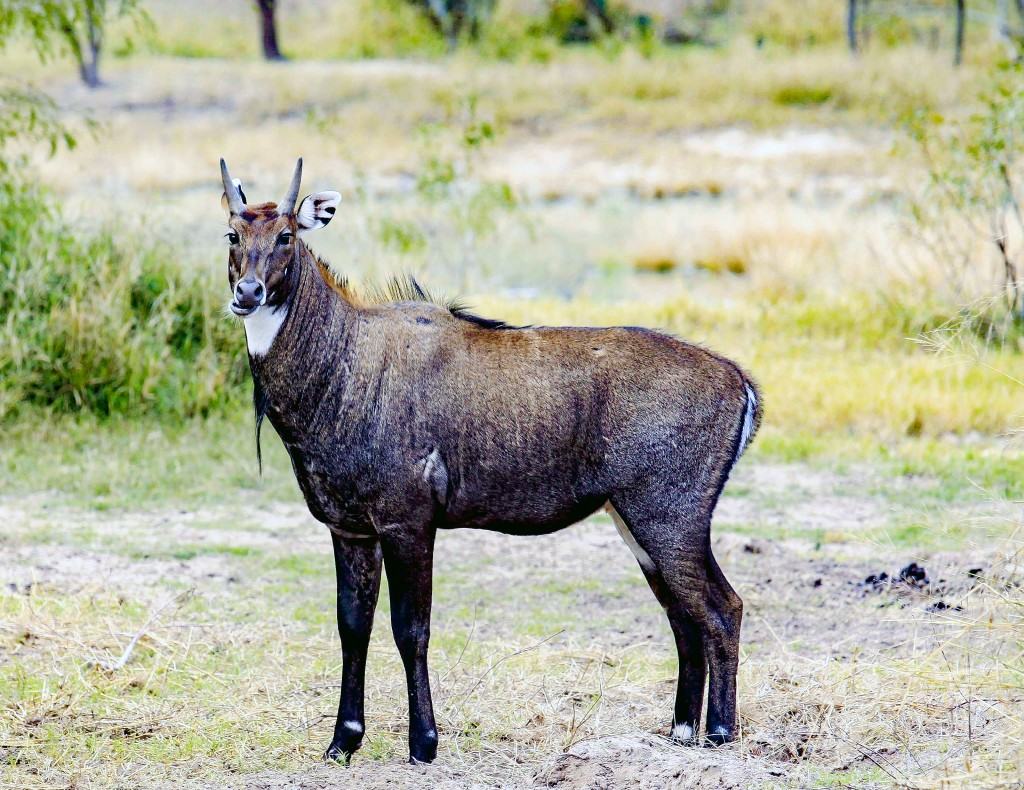 Guided Hunts at the San Juan Ranch in South Texas