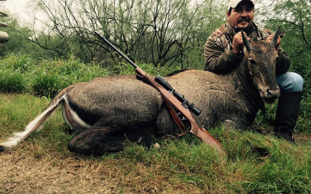 San Juan Ranch Nilgai…