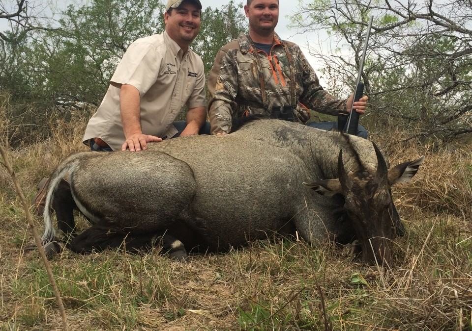 Congrats Richard on your Nilgai Bull harvest