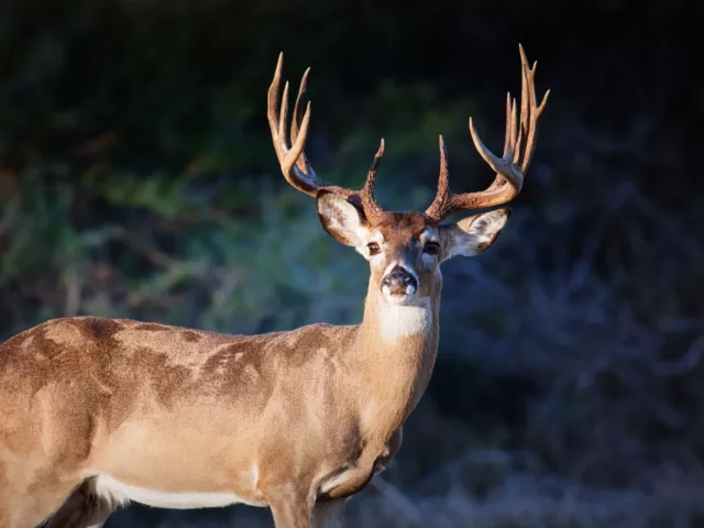 South Texas Whitetail Hunts