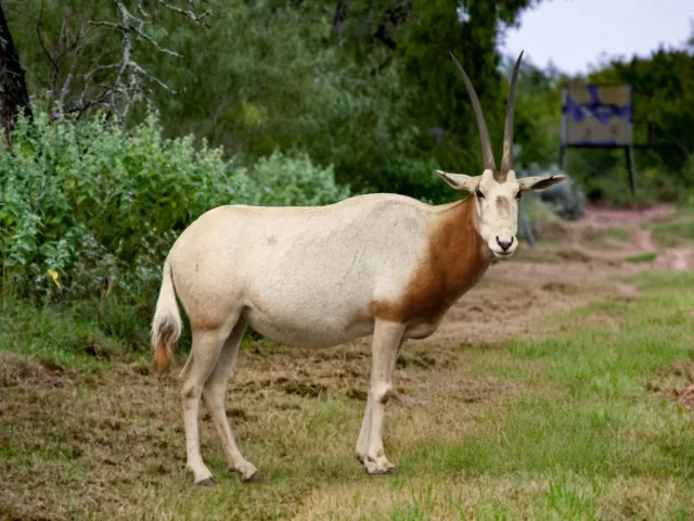 Scimitar Oryx