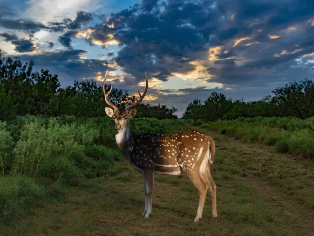 Axis Buck