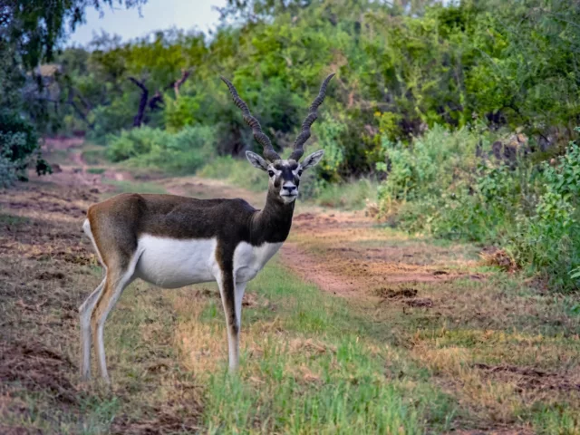 Blackbuck Hunts
