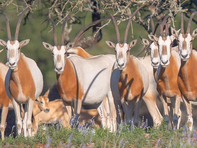 Scimitar Oryx
